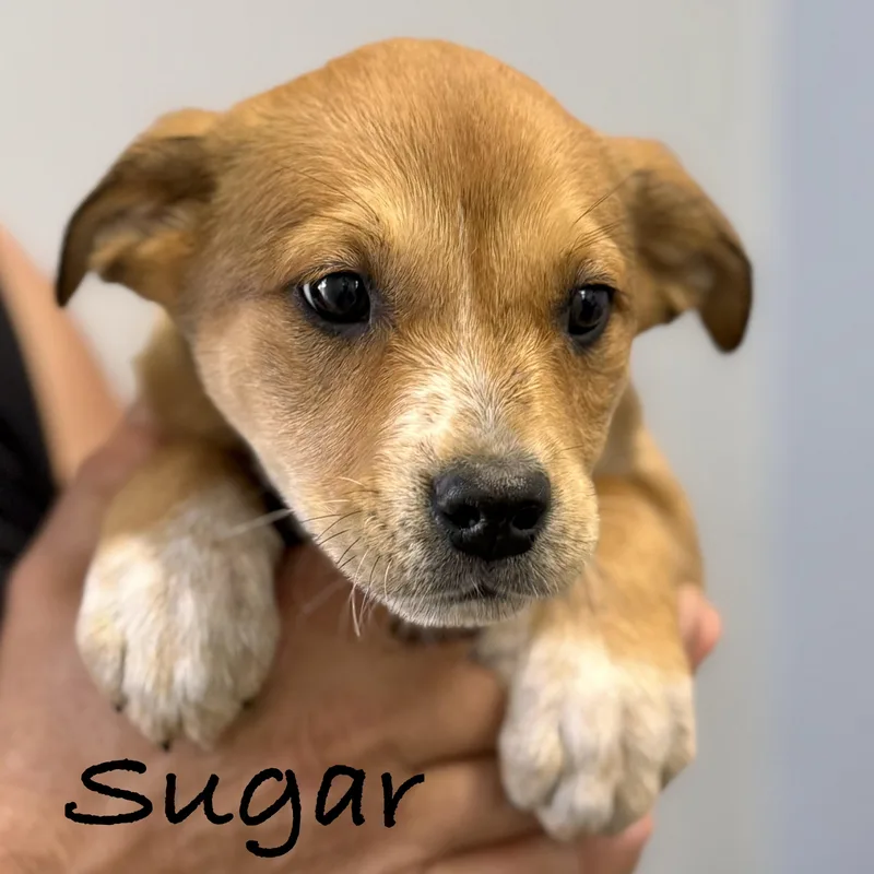 A baby large-sized female Yellow / Tan / Blond / Fawn Labrador Retriever dog named Sugar for adoption in Wilmington, OH