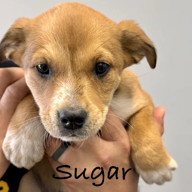 Sugar thumbnail 2