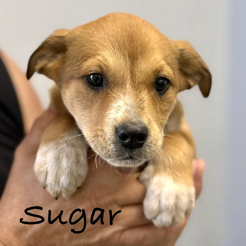 Sugar thumbnail 4
