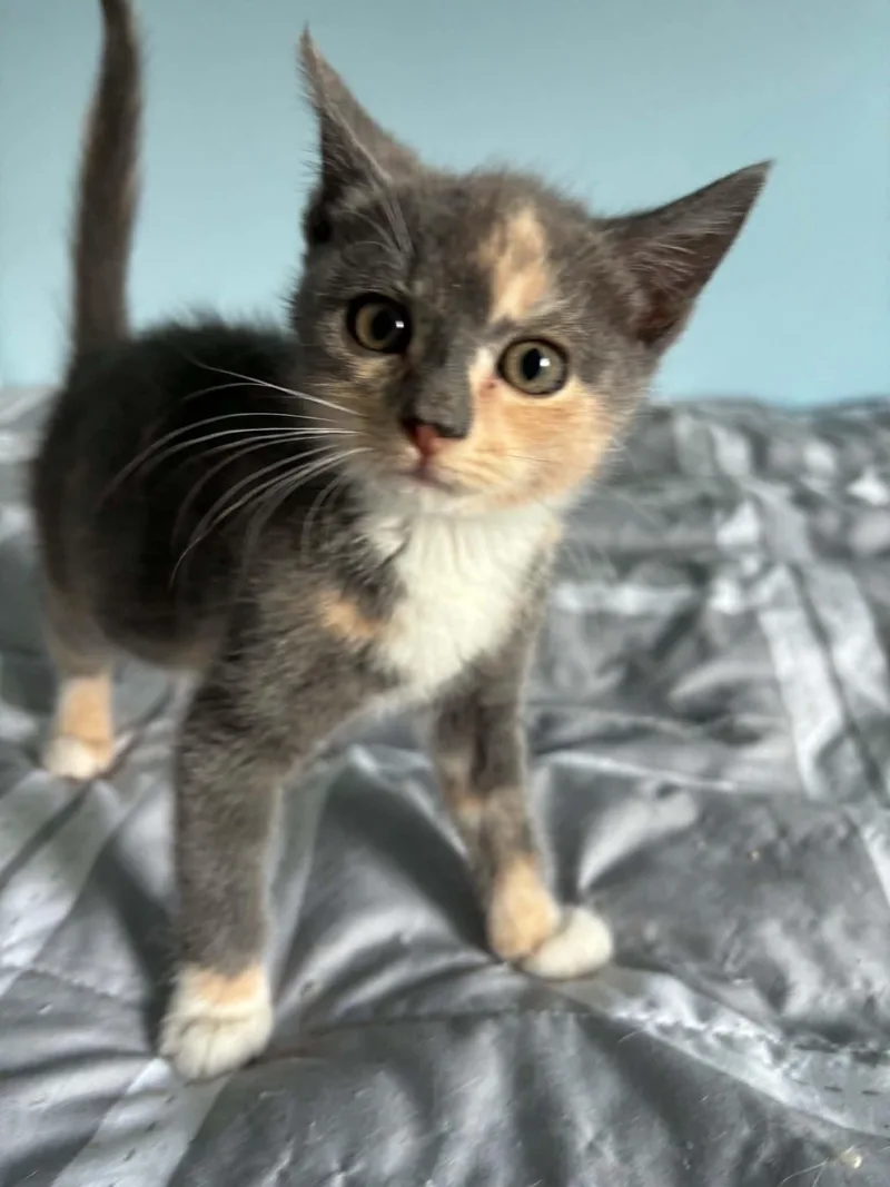A young medium-sized female Domestic Short Hair cat named Addy Visit at Lynchburg for adoption in Rustburg, VA