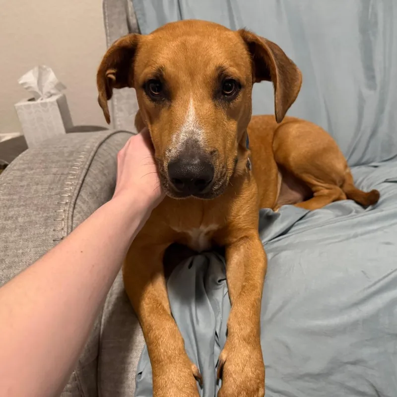 A young medium-sized male Yellow / Tan / Blond / Fawn Black Mouth Cur dog named Hot Rod for adoption in Austin, TX