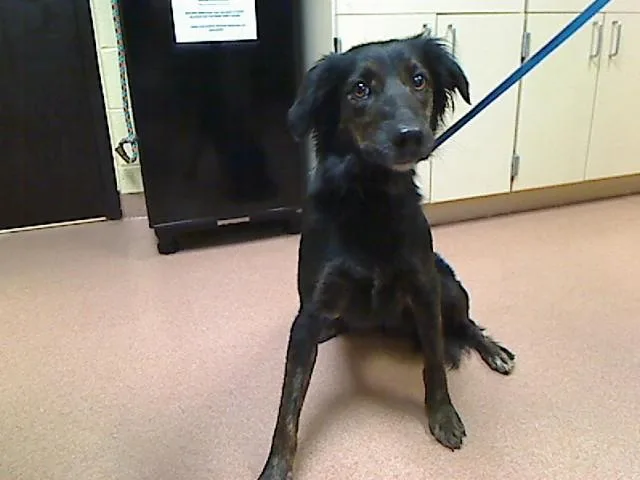 An adult medium-sized female Border Collie dog named Dirty Diana for adoption in Cookeville, TN