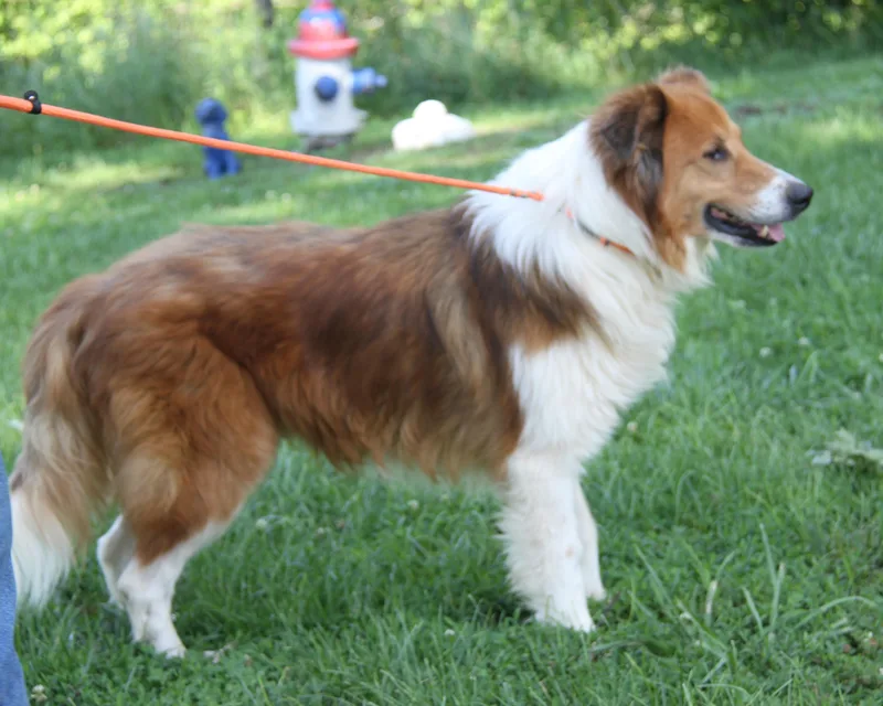 An adult large-sized male Brown / Chocolate Collie dog named Tony for adoption in Marietta, OH