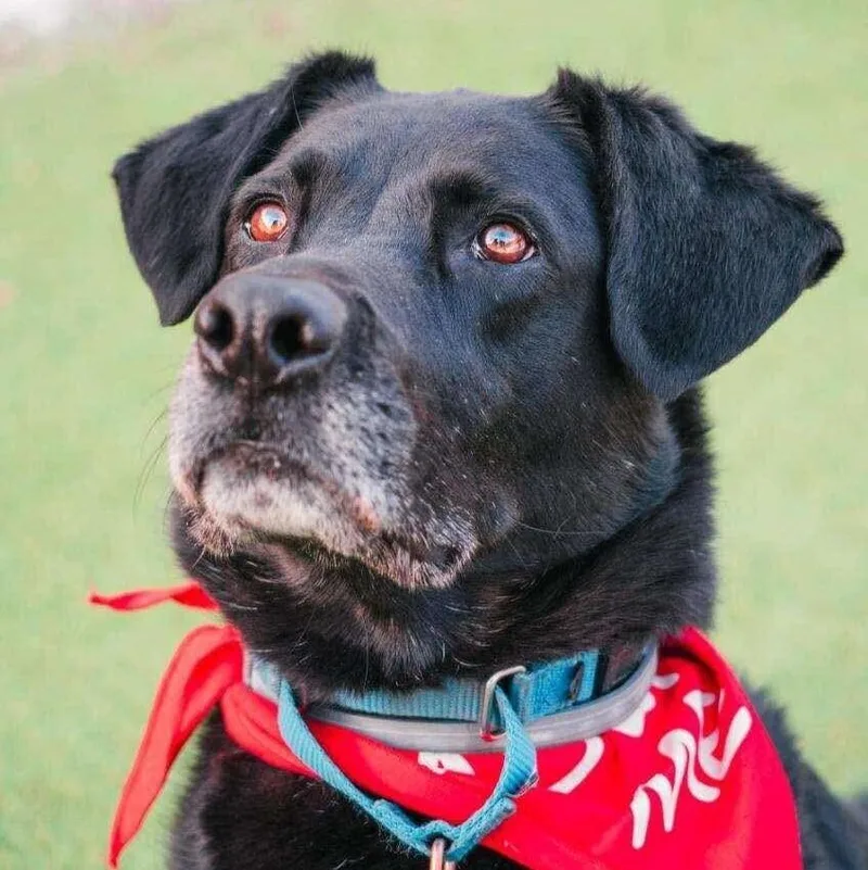 Jackrabbit thumbnail 2