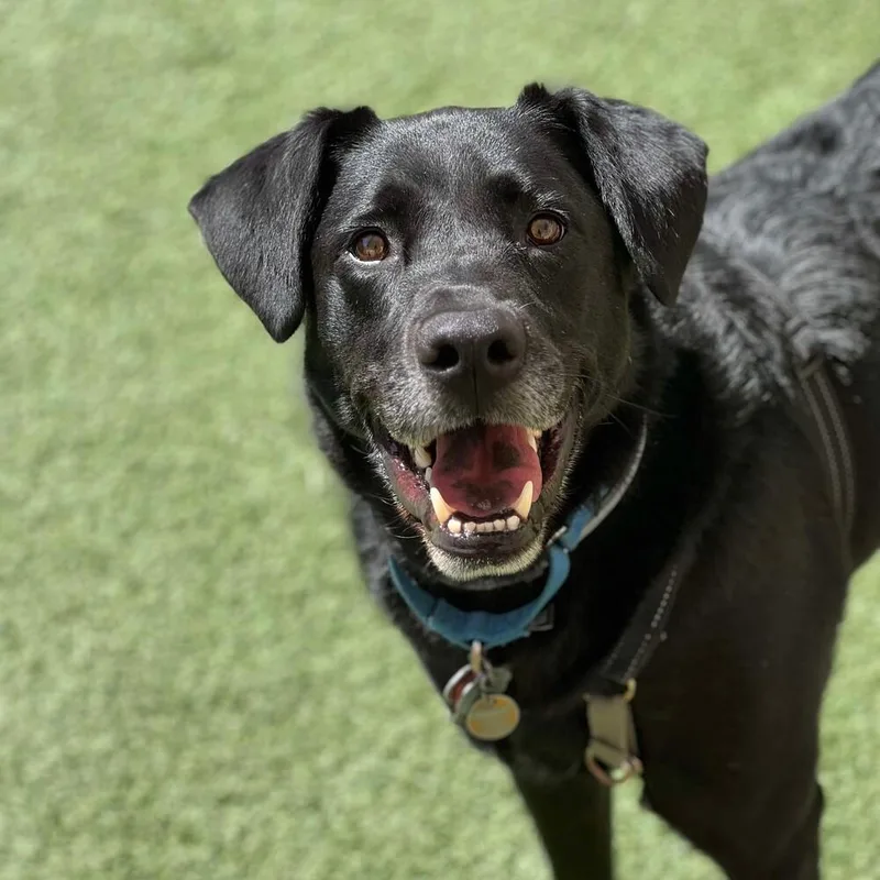 Jackrabbit thumbnail 3