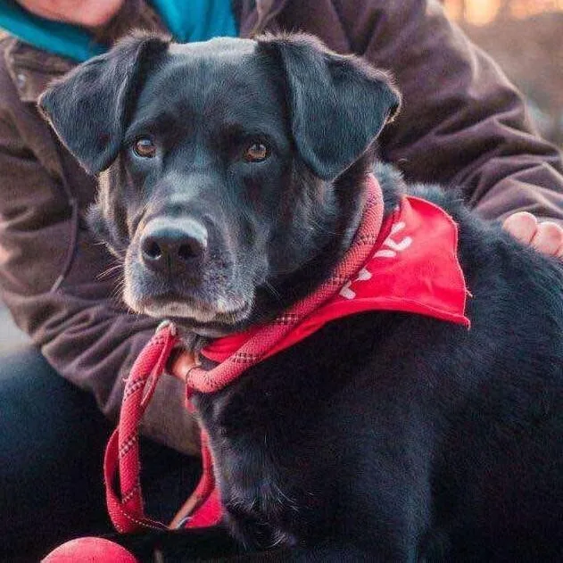 Jackrabbit thumbnail 4