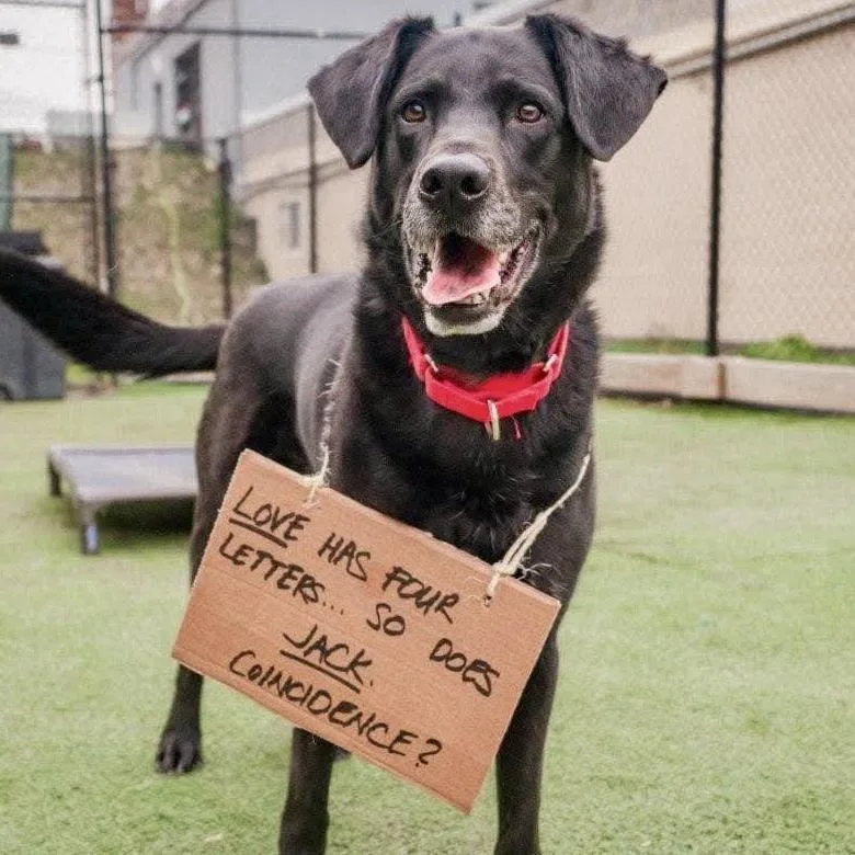 Jackrabbit thumbnail 5