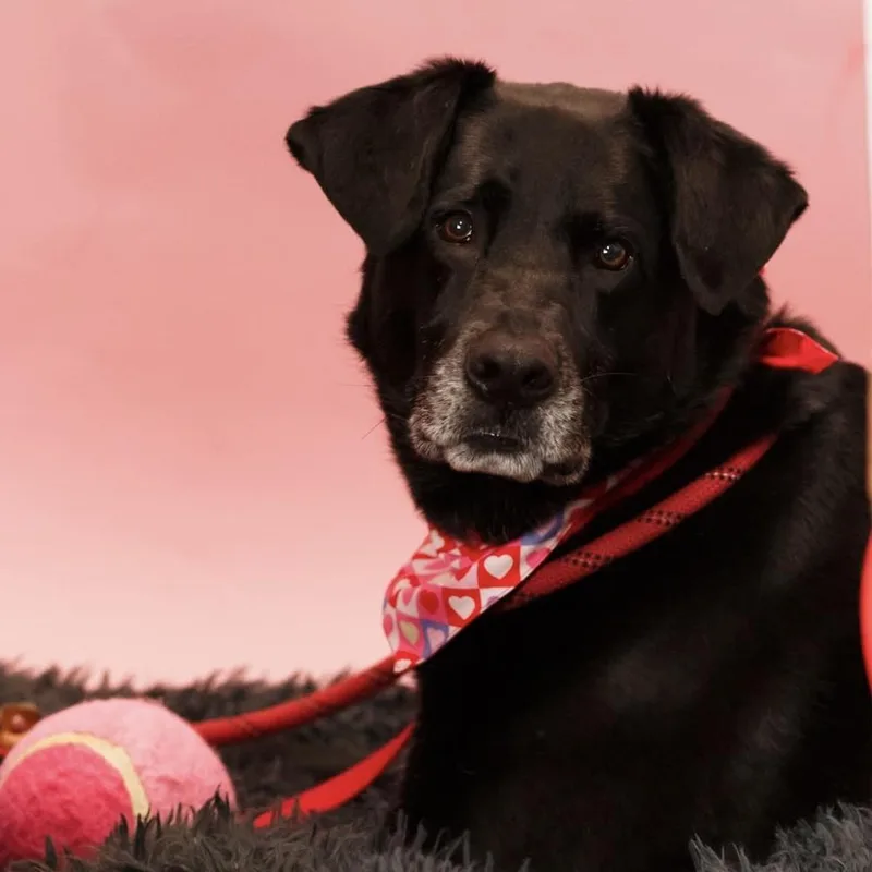 Jackrabbit thumbnail 6