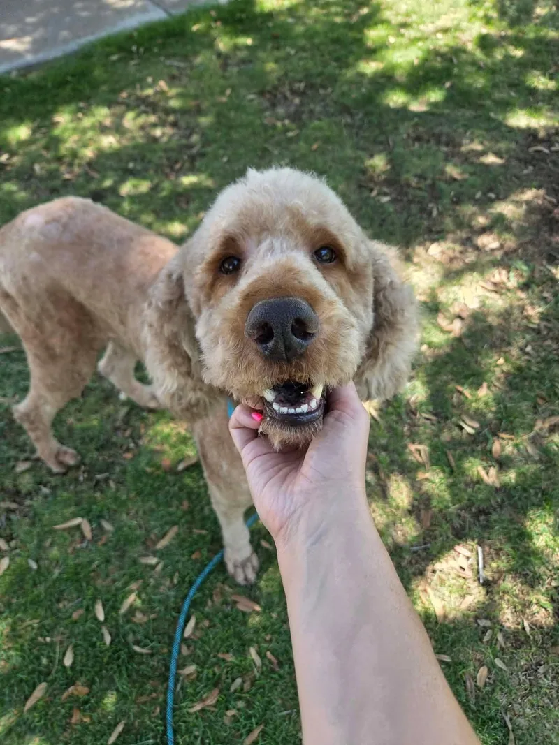 An adult large-sized male Apricot / Beige Goldendoodle dog named Blaze for adoption in Las Vegas, NV