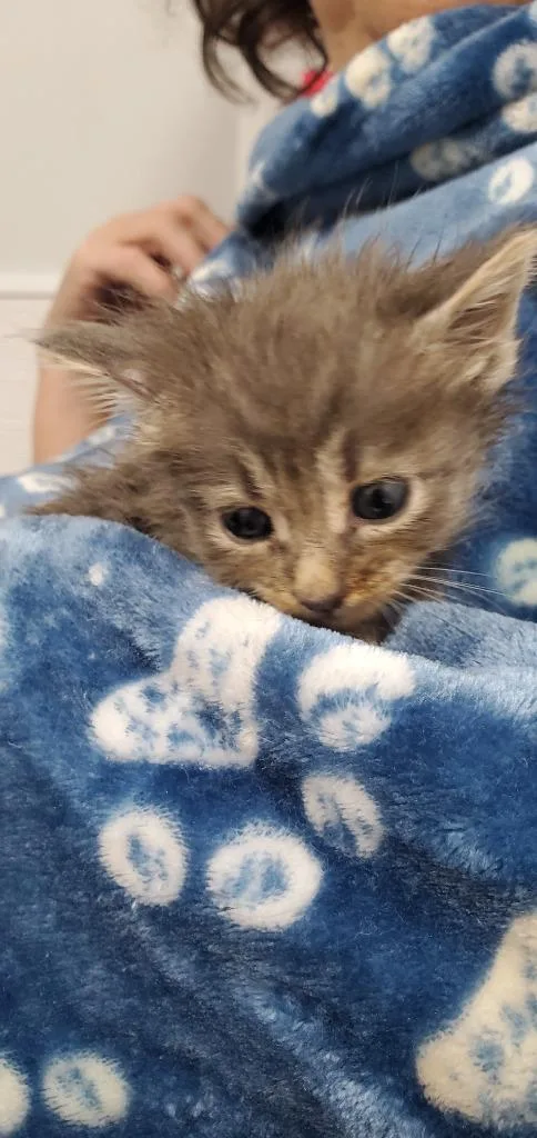 A baby medium-sized male Domestic Medium Hair cat named Skips for adoption in Denham Springs, LA