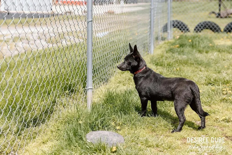 Glory Puppy thumbnail 2