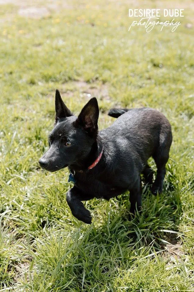 Glory Puppy thumbnail 3