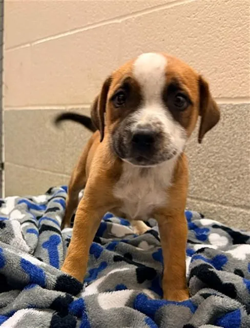 A baby small-sized male Pit Bull Terrier dog named Danube for adoption in Statesville, NC