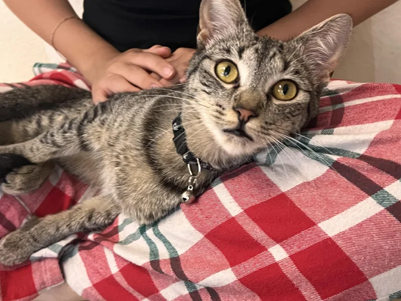 A young medium-sized female Tabby (Brown / Chocolate) Domestic Short Hair cat named Kix for adoption in Orange, CA