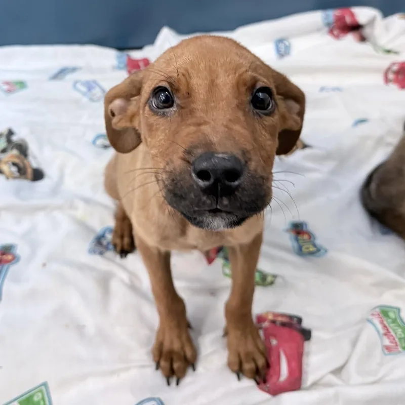 A baby medium-sized male Brown / Chocolate Mixed Breed dog named Hubert for adoption in Auburn, AL