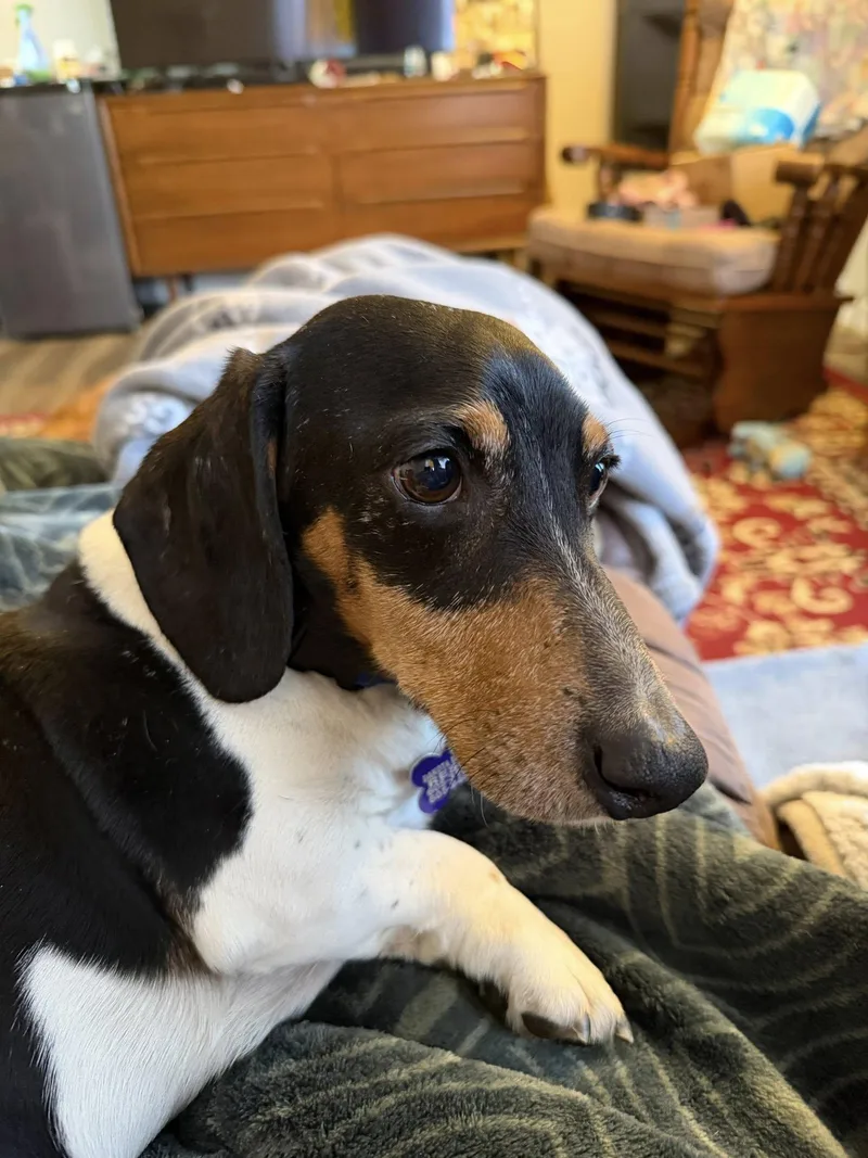 An adult small-sized male Dachshund dog named Gus for adoption in Sioux Falls, SD