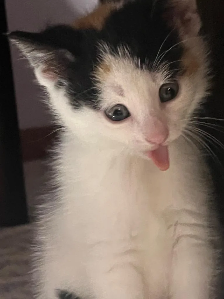 Hazel