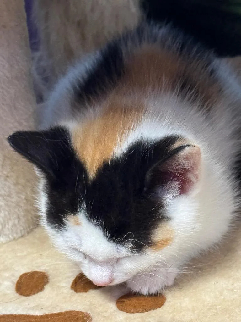 Hazel thumbnail 3
