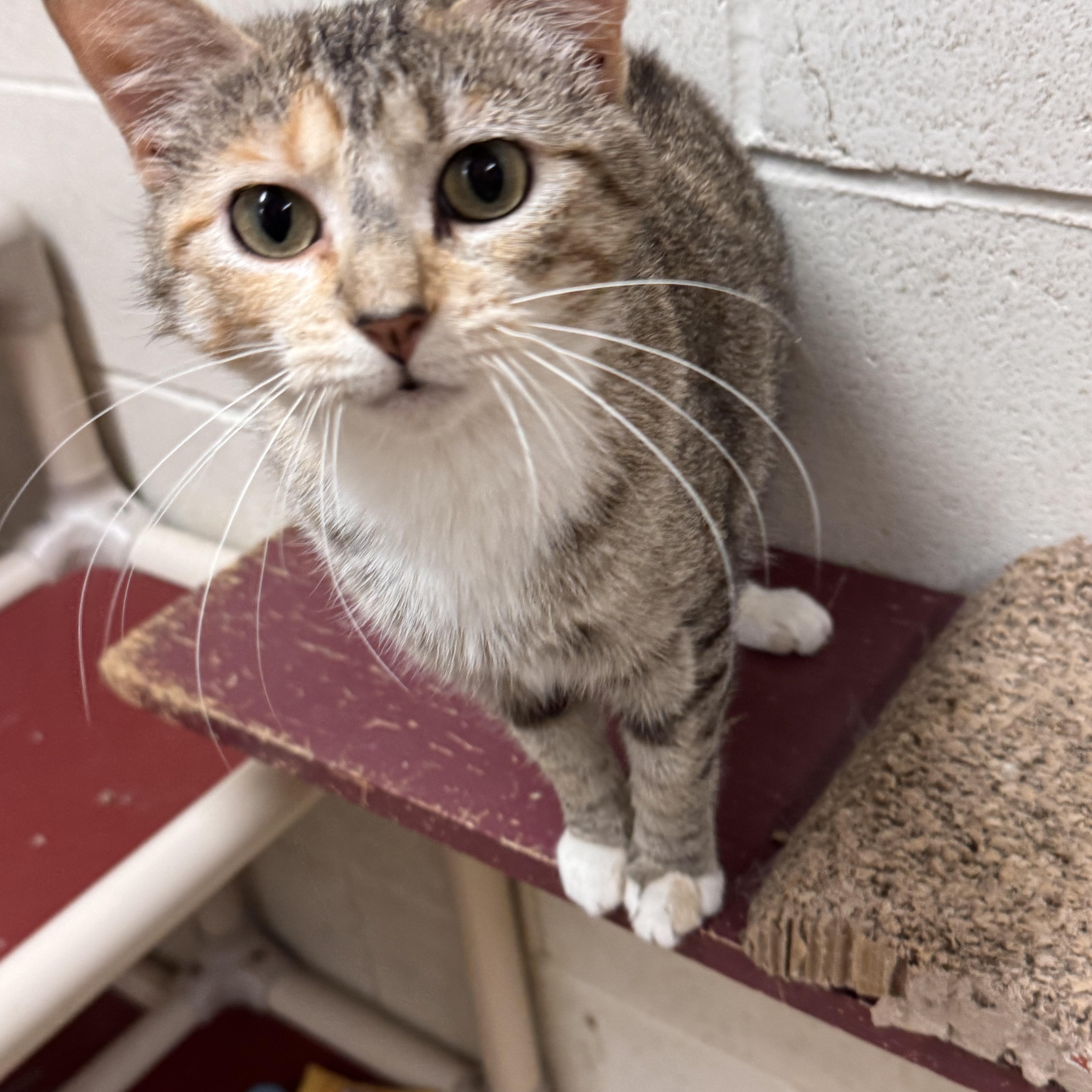 An adult medium-sized female Calico Domestic Short Hair cat named Clover for adoption in Logan, OH
