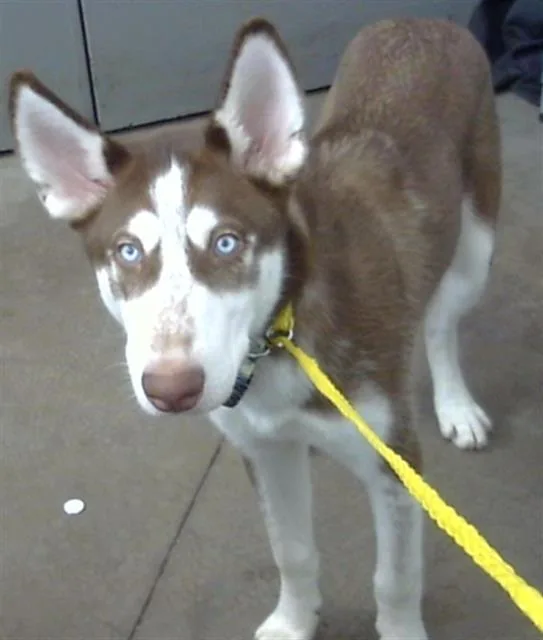 Aspen