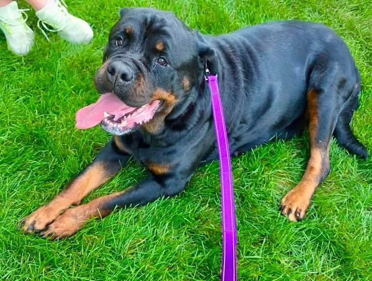 An adult large-sized female Black Rottweiler dog named Luna for adoption in Orland Park, IL