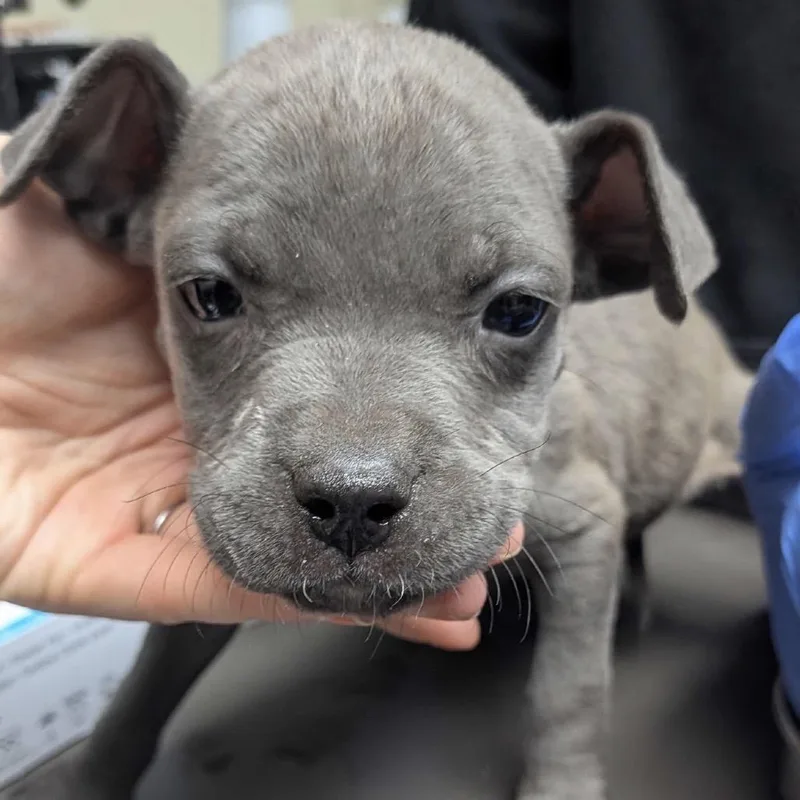 A baby small-sized female Gray / Blue / Silver Mixed Breed dog named Zima for adoption in Columbus, GA