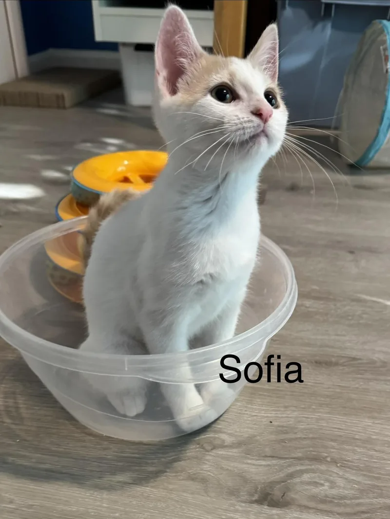 A baby medium-sized female Cream Point Domestic Short Hair cat named Sofia for adoption in Frederick, MD