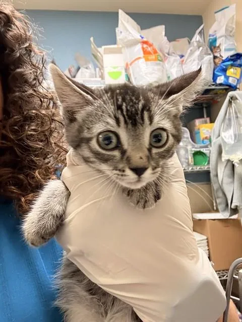 A baby small-sized male Domestic Short Hair cat named Mojo for adoption in Riverside, CA