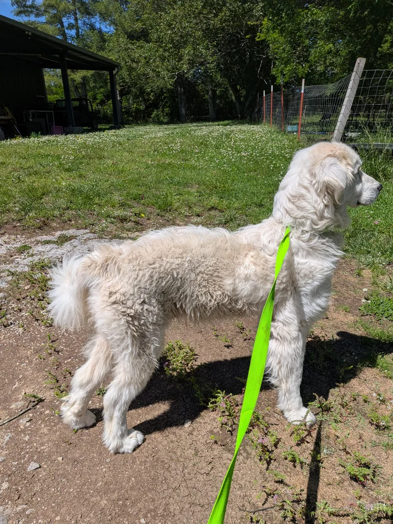 An adult medium-sized female White / Cream Retriever dog named Maggi for adoption in Spring hill, TN