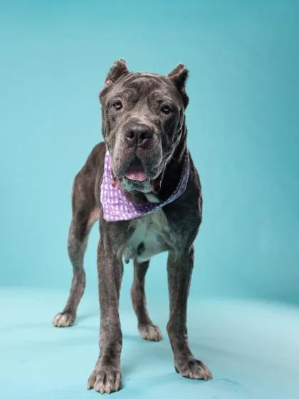 A senior extra large-sized female Mixed Breed dog named Kathy for adoption in Atlanta, GA