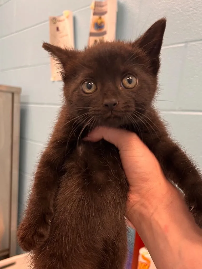 A baby medium-sized female Black Domestic Short Hair cat named Candy for adoption in Frankfort, KY