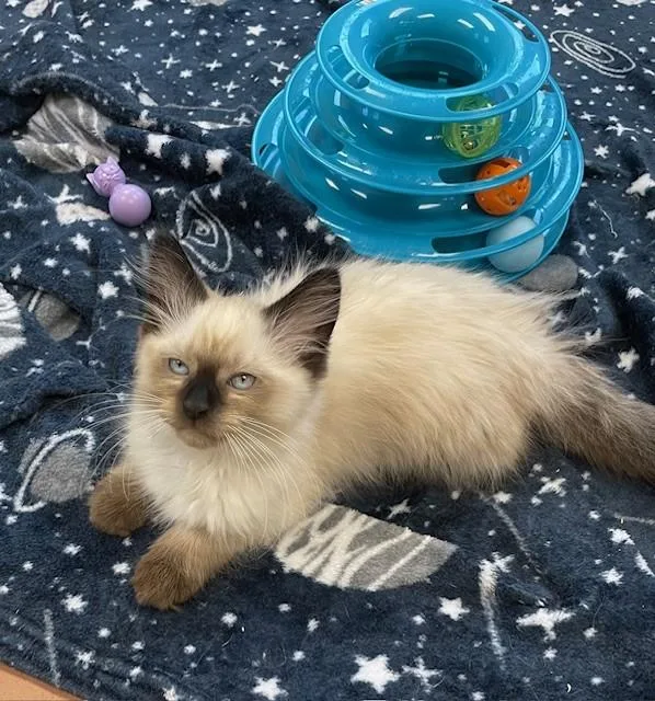 A young medium-sized male Seal Point Siamese cat named Sam for adoption in Prudenville, MI