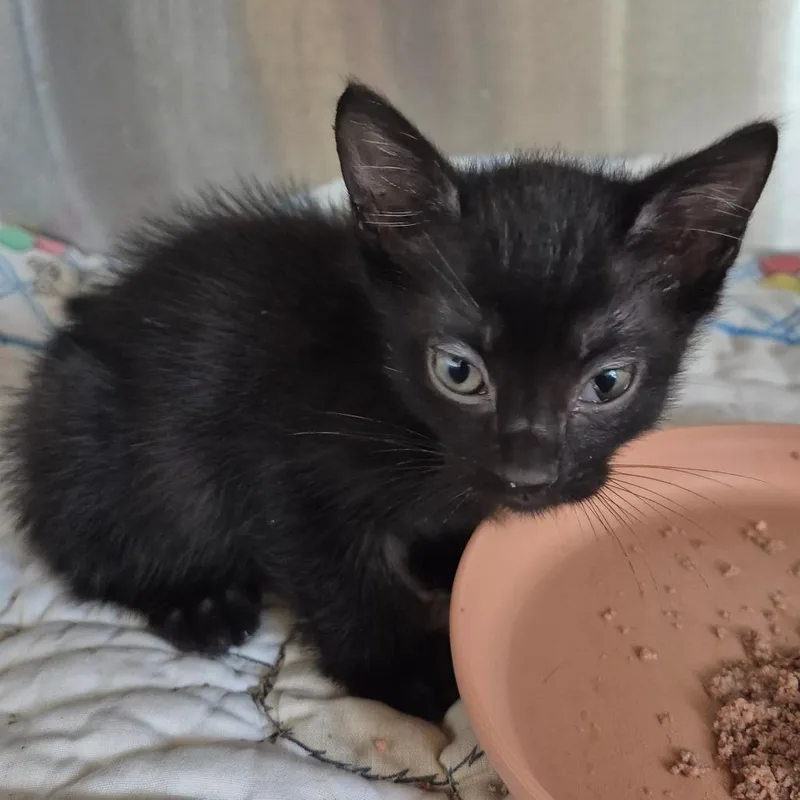 A baby small-sized male Black Domestic Short Hair cat named Chevy for adoption in Kingman, KS
