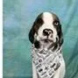 A baby medium-sized female White / Cream Hound dog named Red for adoption in Tampa, FL