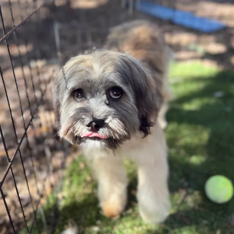 A young small-sized male Shih Tzu dog named Kermit for adoption in Phoenix, AZ