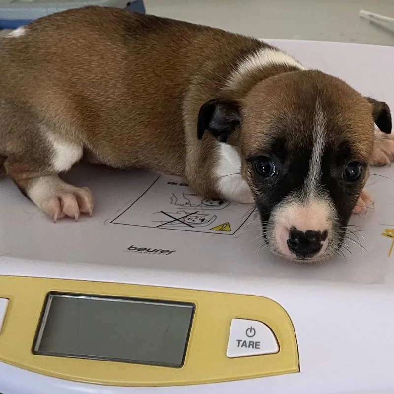 A baby small-sized female Brown / Chocolate Rat Terrier dog named Pup  Cassidy for adoption in Galax, VA