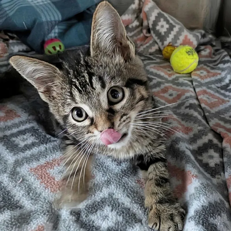 A baby small-sized male Brown / Chocolate Domestic Medium Hair cat named Nine Iron for adoption in Matteson, IL