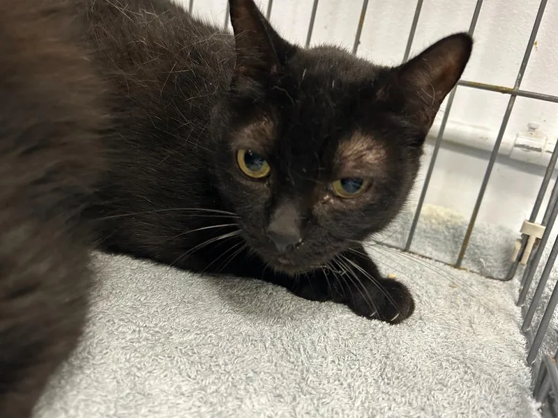 A senior small-sized male Domestic Short Hair cat named Lobo for adoption in Thousand Oaks, CA