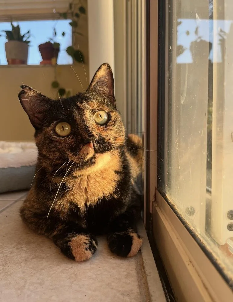 Ginny Weasley thumbnail 3