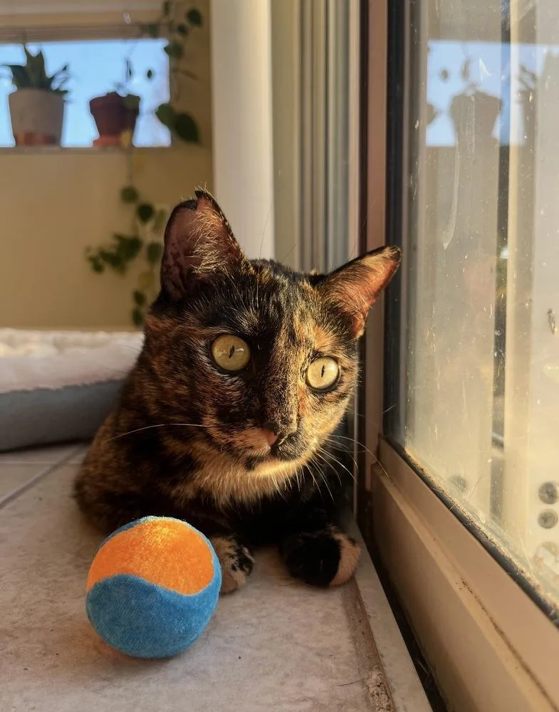 Ginny Weasley thumbnail 4