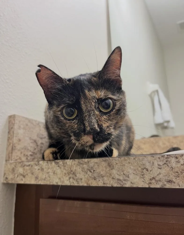 Ginny Weasley thumbnail 5