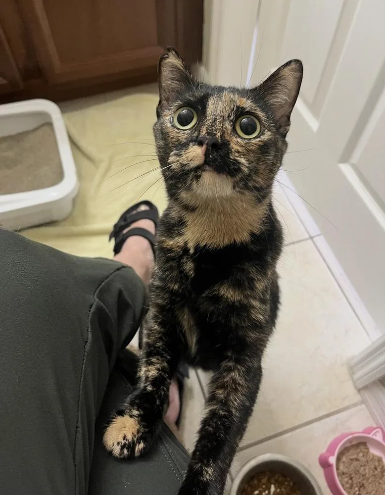 Ginny Weasley thumbnail 6