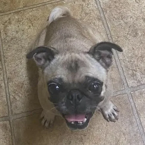 A young small-sized female Yellow / Tan / Blond / Fawn Pug dog named Ima BW for adoption in Austin, TX