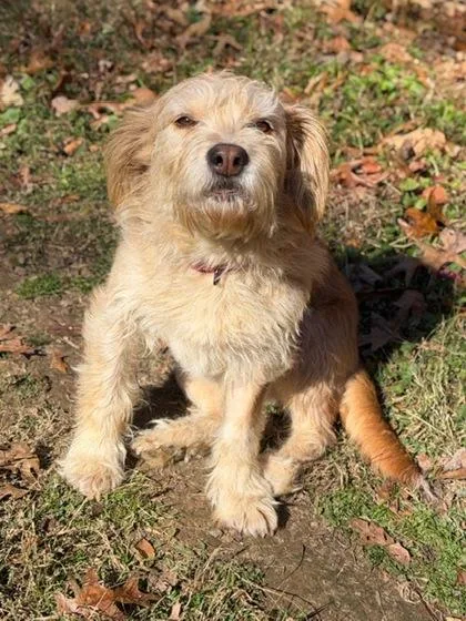 Scraggles thumbnail 2