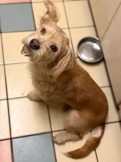 Scraggles thumbnail 3