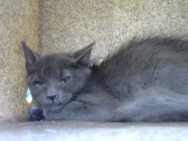 A baby small-sized female Domestic Short Hair cat named Coraline for adoption in Albuquerque, NM