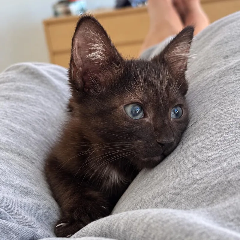 A baby small-sized female Black Domestic Medium Hair cat named Bear for adoption in Long Beach, CA