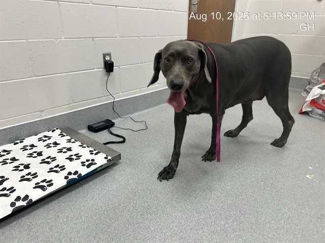 An adult large-sized female Weimaraner dog named Zena for adoption in Ocala, FL