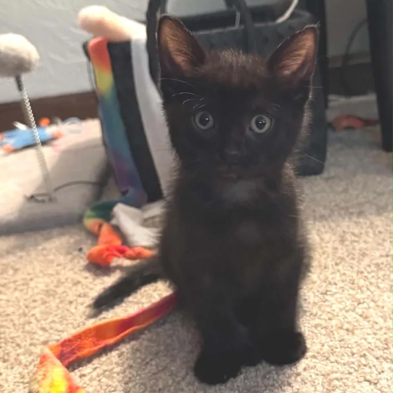 A baby small-sized female Black Domestic Short Hair cat named Hera for adoption in West Olive, MI