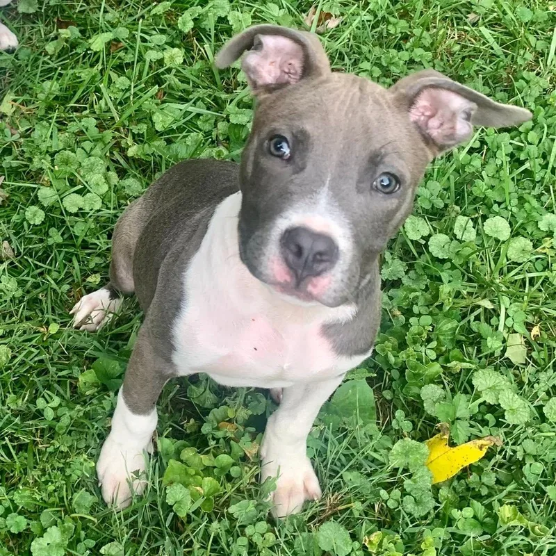 A young medium-sized male Gray / Blue / Silver Pit Bull Terrier dog named Wingding for adoption in Dayton, OH